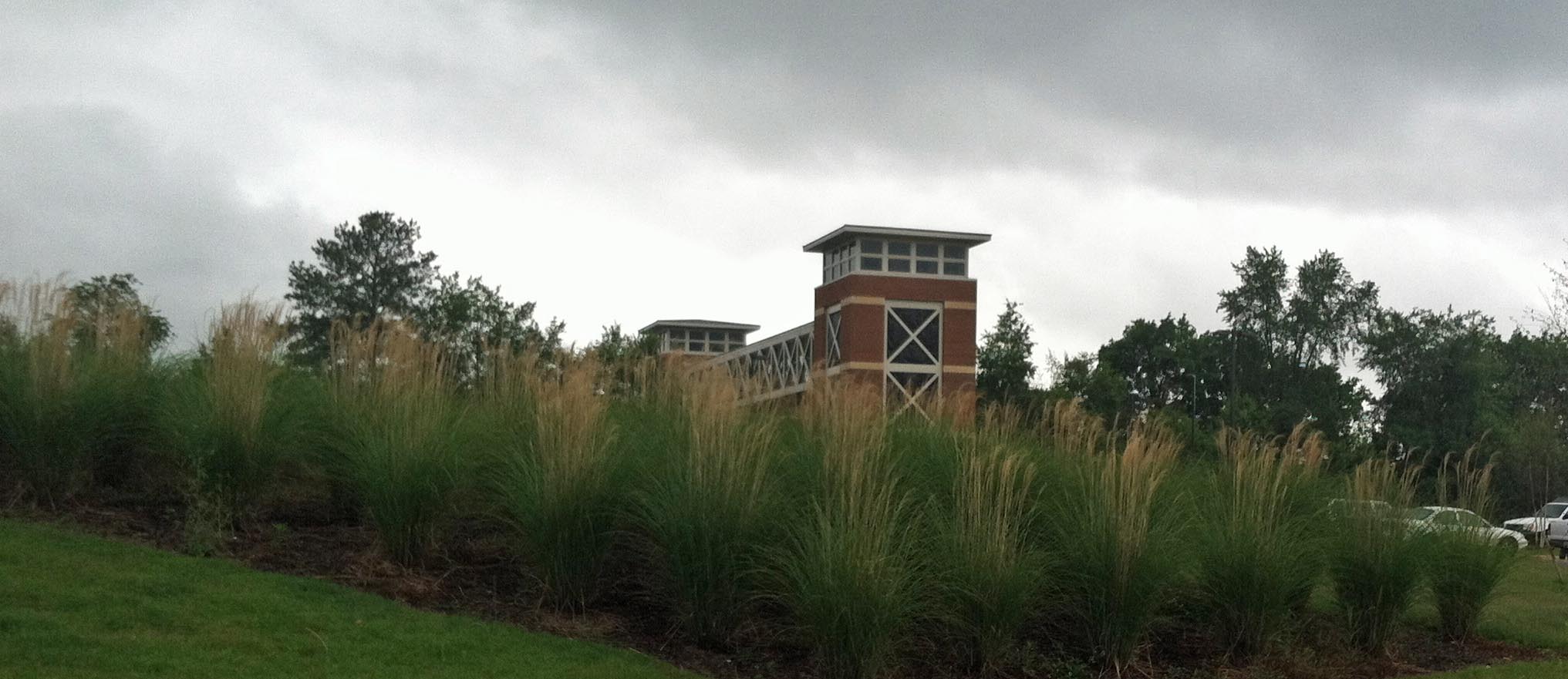 ornamental grasses used in landscaping